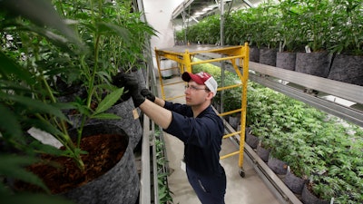 In this July 12, 2018, file photo head grower Mark Vlahos, of Milford, Mass., tends to cannabis plants, at Sira Naturals medical marijuana cultivation facility, in Milford, Mass. The legal marijuana industry exploded in 2018, pushing its way further into the cultural and financial mainstream in the U.S. and beyond.