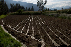 In this Dec. 7, 2018 photo, a field is irrigated with river water that carries untreated sewage in Valencia, Bolivia.