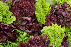 Green And Red Leaf Lettuce