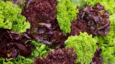 Green And Red Leaf Lettuce