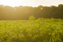 Hemp