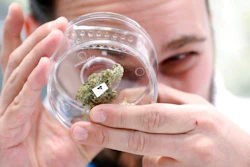 In this Oct. 17, 2018 file photo, Jean Marc looks at a sample at a cannabis store in Winnipeg, Manitoba. When Canada legalized recreational marijuana in October, it emerged as the world leader in the industry - and U.S. companies are scrambling to get in on the action. Uruguay may have been the first country to legalize pot, but the South American country's market is dwarfed by Canada's. And while a majority of U.S. states have legalized marijuana to varying degrees, contradictory federal laws have U.S. companies reluctant to invest here. So they are sending their money north.
