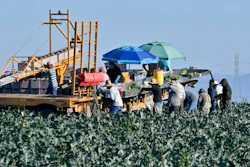 Farmworkers harvest broccoli in an Adams Brothers Farm field near Santa Maria, California. U.S. health officials have traced a dangerous bacterial outbreak in romaine lettuce to at least one farm in central California.