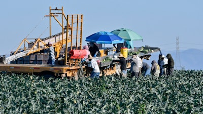 Farmworkers harvest broccoli in an Adams Brothers Farm field near Santa Maria, California. U.S. health officials have traced a dangerous bacterial outbreak in romaine lettuce to at least one farm in central California.