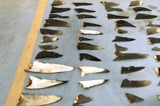 This photo shows some of the hundreds of shark fins seized from a Japanese fishing boat.