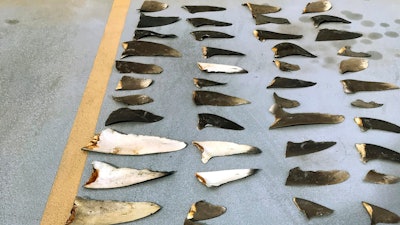 This photo shows some of the hundreds of shark fins seized from a Japanese fishing boat.