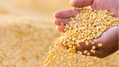 Soya Bean Seed In Hands Of Farmer 614153448 3000x2070