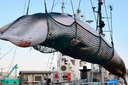 A minke whale is unloaded at a port after a whaling for scientific purposes in Kushiro, in the northernmost main island of Hokkaido.