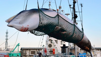 A minke whale is unloaded at a port after a whaling for scientific purposes in Kushiro, in the northernmost main island of Hokkaido.
