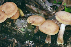 Armillaria gallica mushrooms grow on a decomposing aspen log.