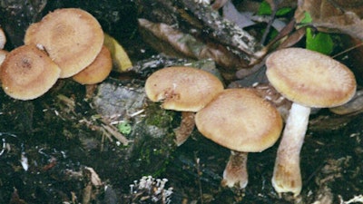Armillaria gallica mushrooms grow on a decomposing aspen log.