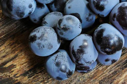 Concord Grapes