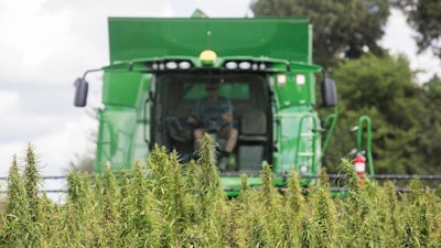 In this Aug. 16, 2017 file photo, a Calloway, Ky., County farmer, harvests hemp at Murray State University's West Farm in Murray, Ky. Kentucky has laid out its oversight plans for hemp's comeback as a legal commodity in a filing submitted to federal agriculture officials. State Agriculture Commissioner Ryan Quarles sent the plan to the U.S. Department of Agriculture on Thursday, Dec. 20, 2018, the same day President Donald Trump signed the new federal farm bill into law.