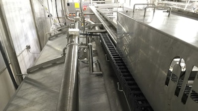 Igus Cheese Plant