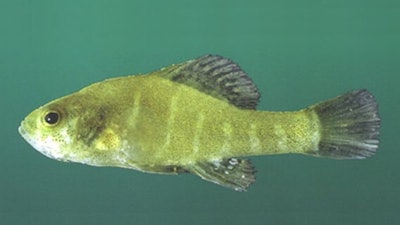 Spring Pygmy Sunfish