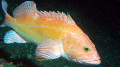This undated photo provided by NOAA Fisheries shows a yelloweye rockfish. Federal officials are increasing the catch limits for many types of groundfish because the numbers of one key species, the yelloweye rockfish, has rebounded much faster than expected under a restoration plan.