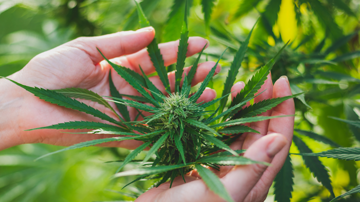 Marijuana Plant
