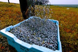 In this file photo, a worker pours wild blueberries into a tray at a farm in Union, Maine. State agriculture officials said farmers collected about 57 million pounds of the wild fruit in 2018, down nearly 11 million pounds from the previous year.