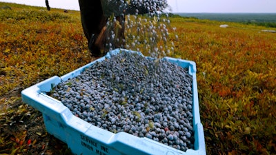 In this file photo, a worker pours wild blueberries into a tray at a farm in Union, Maine. State agriculture officials said farmers collected about 57 million pounds of the wild fruit in 2018, down nearly 11 million pounds from the previous year.