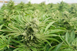 Garden Cannabis Indica Kush Plants Growing Facility Legal Recreational Marijuana 590158124 2122x1417 (1)