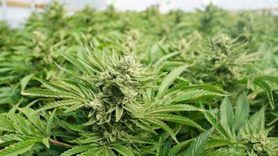 Garden Cannabis Indica Kush Plants Growing Facility Legal Recreational Marijuana 590158124 2122x1417 (1)