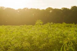 Hemp