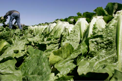 Romaine