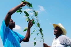 In this June 25, 2018, file photo, Tyrone Grayer, left, and David Allen Hall inspect a soybean plant at their farm in Parchman, Miss. A judge is ordering settlement talks in a lawsuit filed by black farmers from Mississippi and Tennessee including Hall and Grayer, who claim Stine Seed Co. sold them faulty soybean seeds because of their race.
