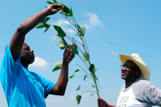 In this June 25, 2018, file photo, Tyrone Grayer, left, and David Allen Hall inspect a soybean plant at their farm in Parchman, Miss. A judge is ordering settlement talks in a lawsuit filed by black farmers from Mississippi and Tennessee including Hall and Grayer, who claim Stine Seed Co. sold them faulty soybean seeds because of their race.