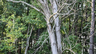 Ash tree killed by the invasive emerald ash borer.