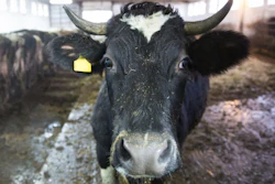 Cow 5bd08515d6d40