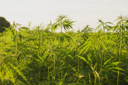 Hemp 5c2ce099d55de