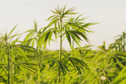 Hemp 5c2ce099d55de 5c41fbcebd250