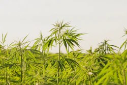 Hemp