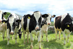 Holstein Cattle 2318436 1920