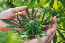Marijuana Plant