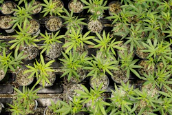 Medical Marijuana 10 5a9ebc4477c32