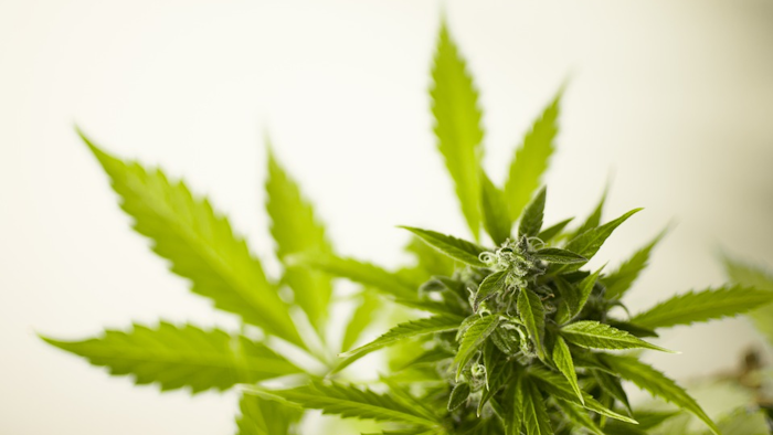 Hemp Pixabay