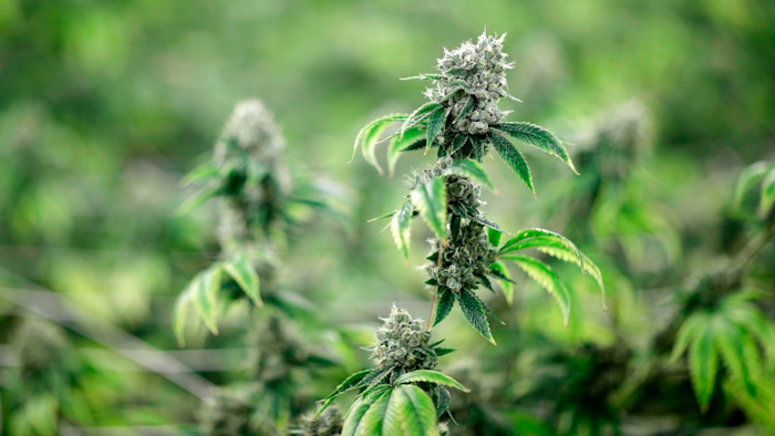 Marijuana Ap