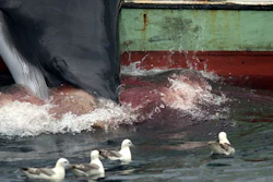 In this file photo dated Saturday Aug. 23, 2003, seagulls mill around in search of food as a whale is hauled onto a fishing boat after it was killed off the west coast of Iceland.