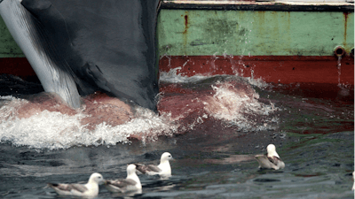 In this file photo dated Saturday Aug. 23, 2003, seagulls mill around in search of food as a whale is hauled onto a fishing boat after it was killed off the west coast of Iceland.