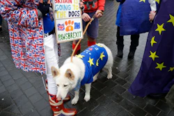 Alba, a white German Shepherd dog, wearing a European flag stands with supporters of Britain remaining in the European Union as they protest opposite the Houses of Parliament in London, Monday, Feb. 4, 2019. Prime Minister Theresa May was gathering pro-Brexit and pro-EU Conservative lawmakers into an 'alternative arrangements working group' seeking to break Britain's Brexit deadlock.