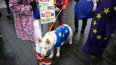 Alba, a white German Shepherd dog, wearing a European flag stands with supporters of Britain remaining in the European Union as they protest opposite the Houses of Parliament in London, Monday, Feb. 4, 2019. Prime Minister Theresa May was gathering pro-Brexit and pro-EU Conservative lawmakers into an 'alternative arrangements working group' seeking to break Britain's Brexit deadlock.