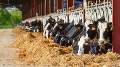 Dairy Farm Holsteins