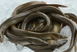 Eels On Ice