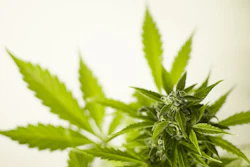 Hemp Pixabay