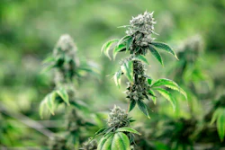 Marijuana Ap