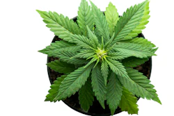 Marijuana Plant 626429568 7360x4912