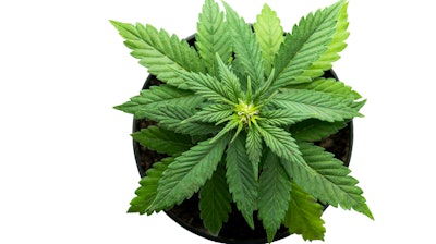Marijuana Plant 626429568 7360x4912