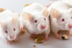 Mice